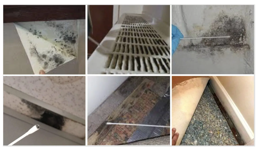 Residentail Mould Inspection - Image 2