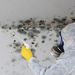 Mould 101 – Remediation Basics