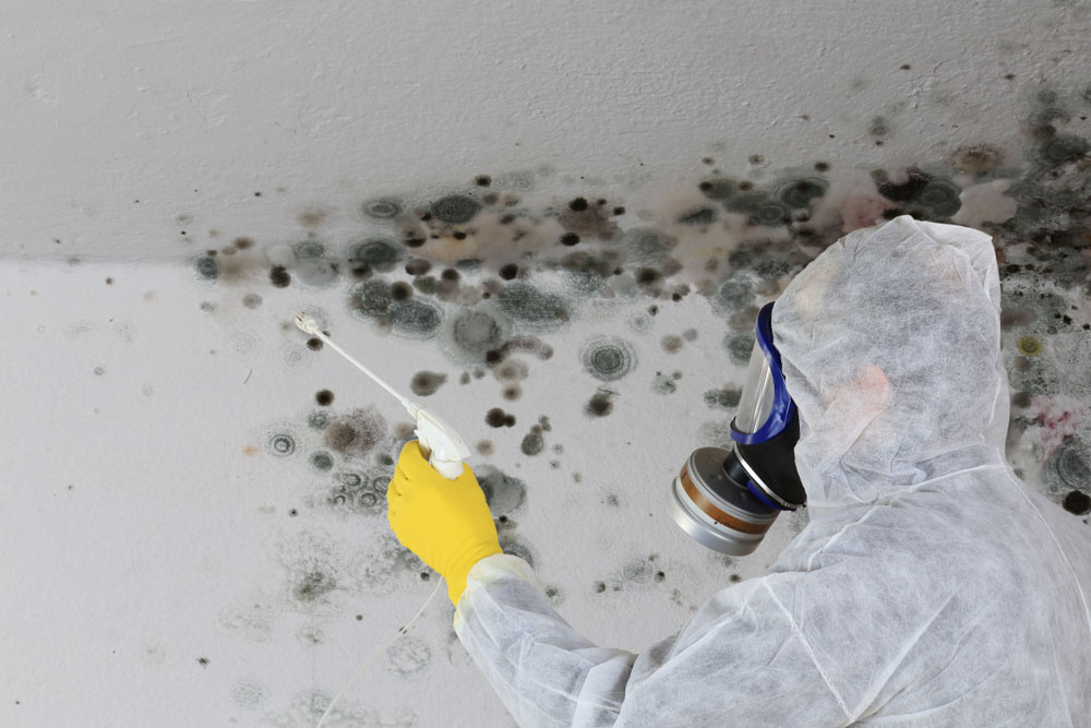 Mould 101 – Remediation Basics